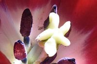 Das Innere einer Tulpe