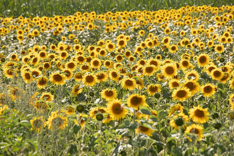 sunflower field by Eric van Nieuwland