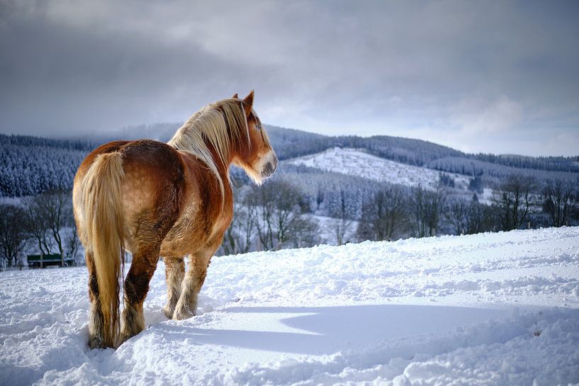 Pferd im Schnee von Björn Jeurgens