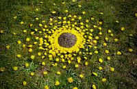 Überraschung für Frau Mol