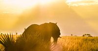 African Elephant and Sunset.