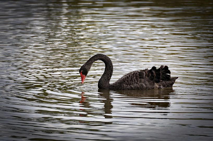Schwarzer Schwan in der Magie von Te Puia von Frank Photos
