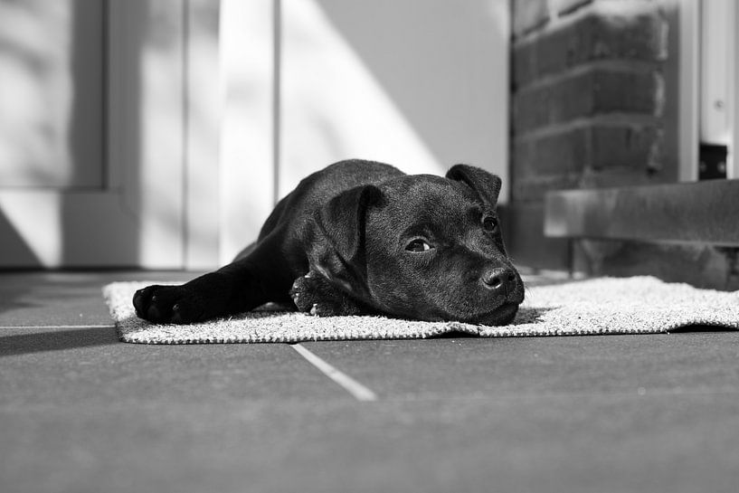 Patterdale terrier puppy takes sun bath by Lucia Leemans