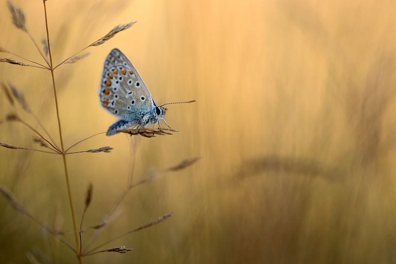 Papillon par Gonnie van de Schans