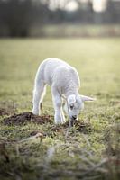 Agneau dans un champ