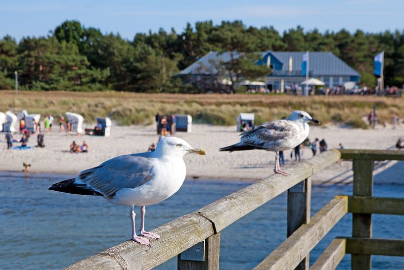 Baltische Zee - Zeemeeuwen op de Prerow pier van t.ART