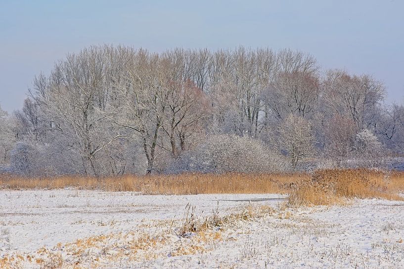 Winterlandschap met besneeuwde meersen en bos von Kristof Lauwers