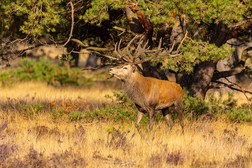 Cerf rouge sur le Hoge Veluwe, Pays-Bas par Gert Hilbink