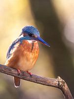 Eisvogel Dame im Sonnenlicht