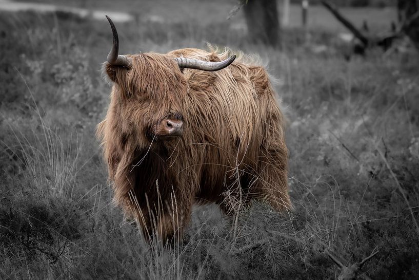 schotse hooglander van Sanne Voortman