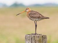 Black-tailed godwit on post of wooden fence in typical dutch polder