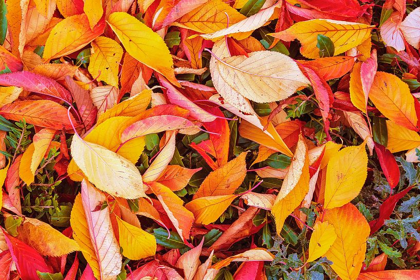 Fond feuillu par Thomas Heitz