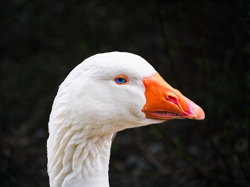 Emdener Gans mit Blaue Augen von Mustafa Kurnaz