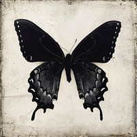 Black Butterfly Wall Art , Gothic Home