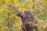 Kalb Highlander durch die Vegetation