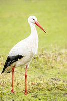 Stork