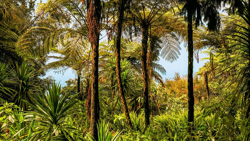 Jungle par Heiko Westphalen