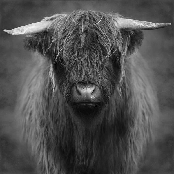 Highlander – Black&amp; White Edition by Marja van den Hurk