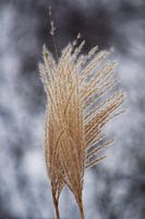 Grasplant in de wind