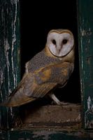 Geist der Finsternis