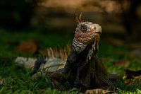 Un iguane vert à Puerto Jimenez, Costa Rica