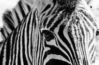 Eyes of zebra, black and white photo
