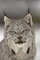 LP 71318880 Canada Lynx