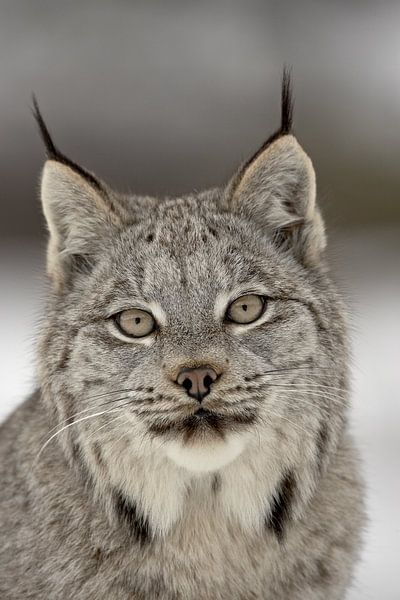 LP 71318880 Canada Lynx par BeeldigBeeld Food & Lifestyle