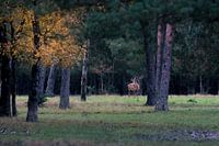 Red Deer