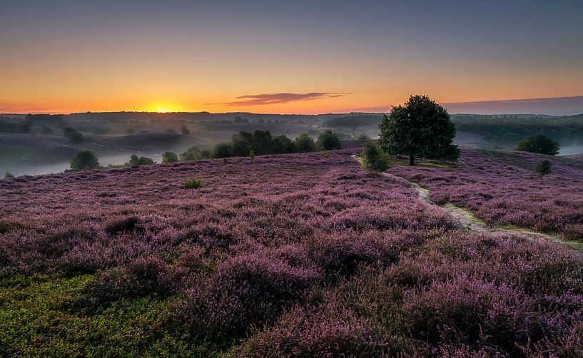 Paarse heide von Patrick Rodink