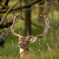 Looking around Fallow deer among the trees