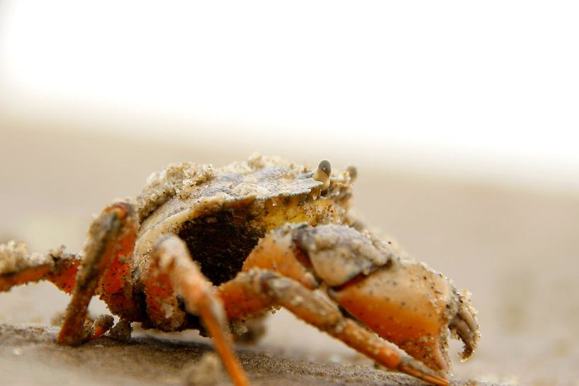 Krab von Fotografia PB