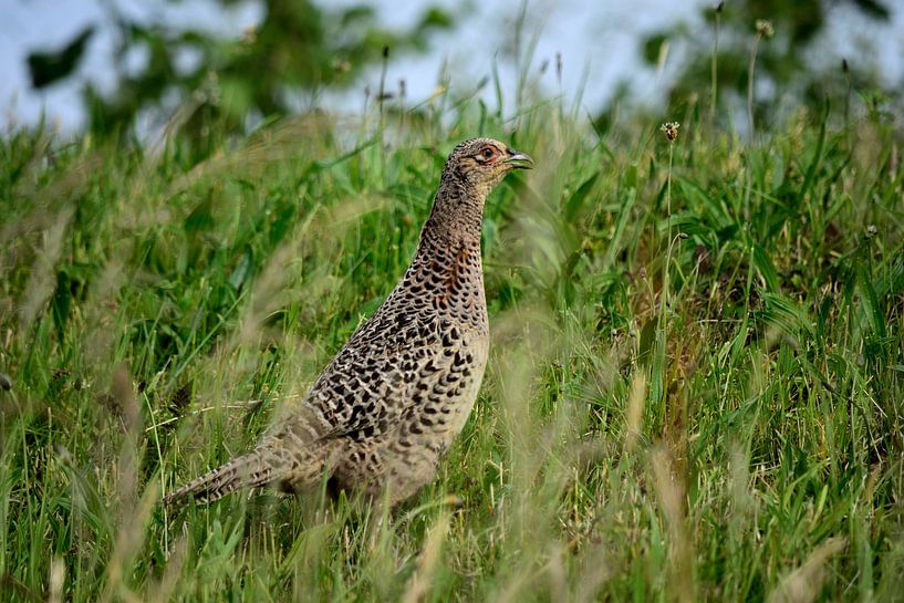 Ein Fasan im Gras von Gerard de Zwaan