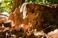 Paddenstoelen in het zonlicht.