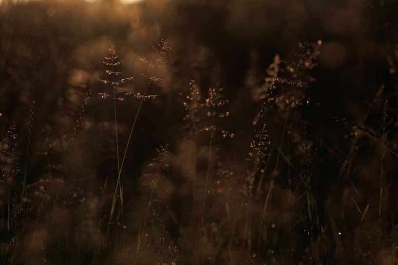 Grass in the morning light by Jan
