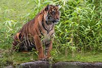 Sumatra-Tiger : Königlicher Burger-Zoo