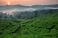 Teeplantage Nirmala Tea Estate - West Java, Indonesien