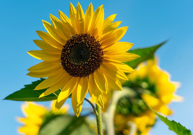 Sonnenblume von Marjon Boerman