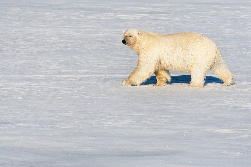 Eisbär wandert auf dem Packeis von Beschermingswerk voor aan uw muur