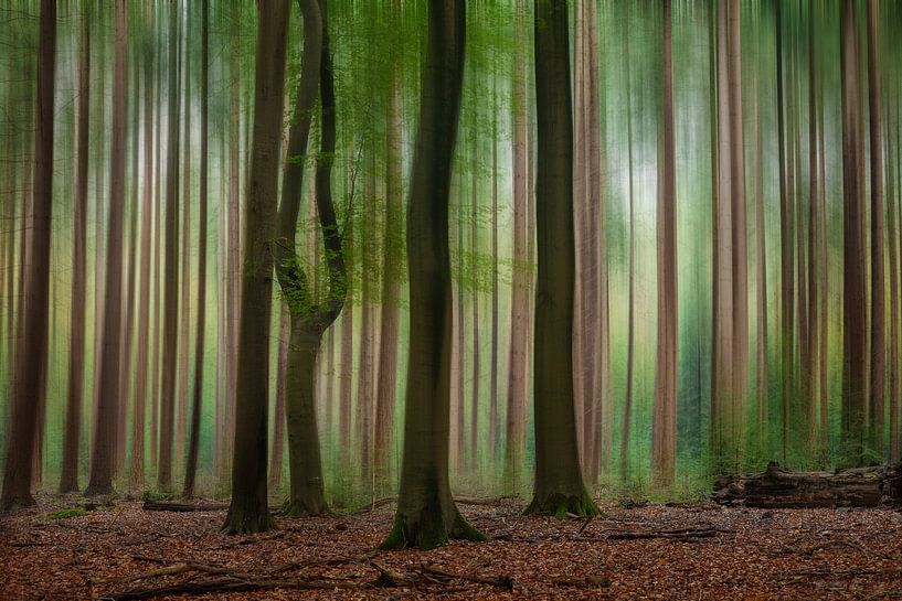Playtime in the Speulderbos by R Smallenbroek