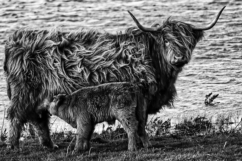 Schotse Hooglander zoogt haar kalfje van Rik Verslype