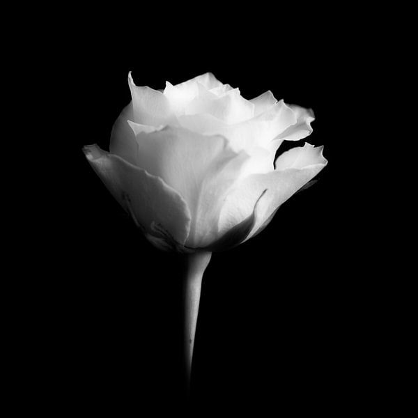 white rose by Peter Baak