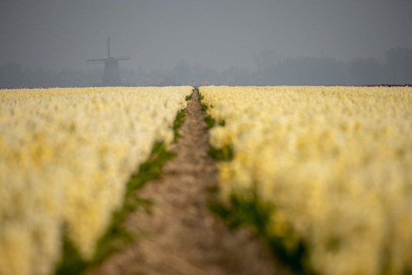 Molen in de mist von peterheinspictures