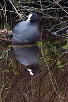 Reflection coot