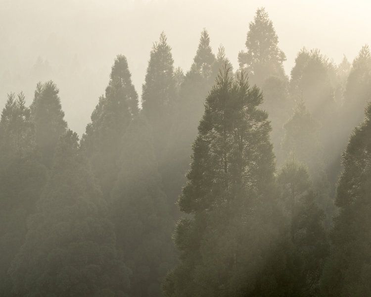 Morning light through the pines by Anges van der Logt
