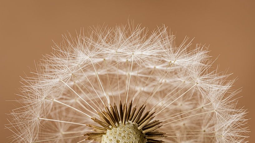Panorama eines halben Löwenzahns von Marjolijn van den Berg