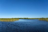 USA, Florida, Wasserlandschaft mit Sägegras und Mündungsgebiet der Everglades