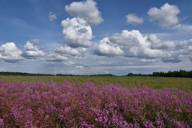 Ein blühendes Feld unter einem Sommerhimmel von Claude Laprise