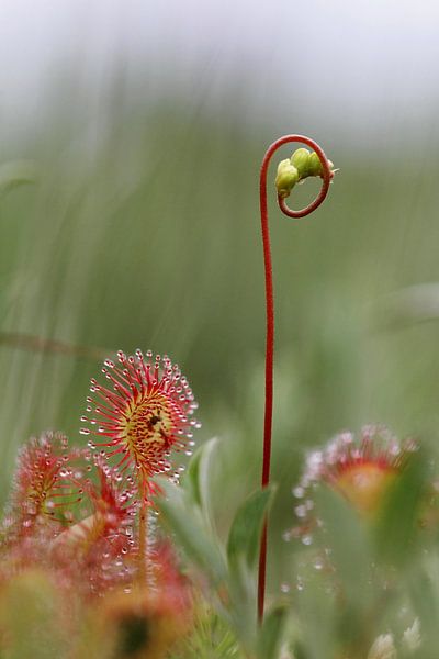 Blühender Sonnentau von Dick Vermeij