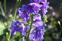 Delphinium
